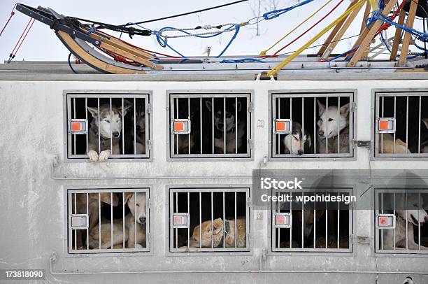 Foto de Husky Equipe De Canil e mais fotos de stock de Cão - Cão, Gaiola - Espaço confinado, Alasca - Estado dos EUA