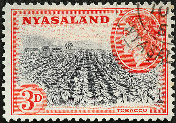 istock African tobacco field ready to harvest 173818124