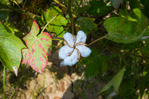 Close up of white cotton flower.Raw Organic Cotton Growing at Cotton Farm.Cotton Flower.With Selective Focus on the Subject. Gossypium herbaceum with selective focus on subject.....