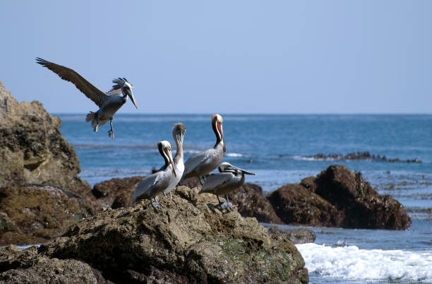 istock California Brown Pelicans 173818489