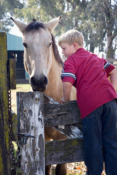 istock Boy and Buckskin Horse 173818516