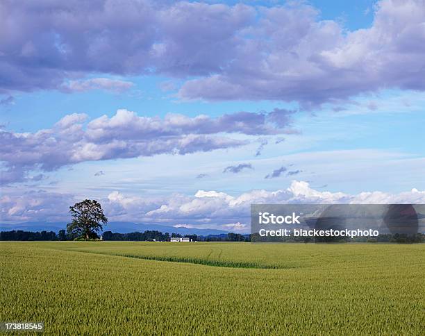 Photo libre de droit de Plante Cultivée Cropland Chêne Et Fonds De Nuage banque d'images et plus d'images libres de droit de Agriculture - Agriculture, Aliment de base, Automne