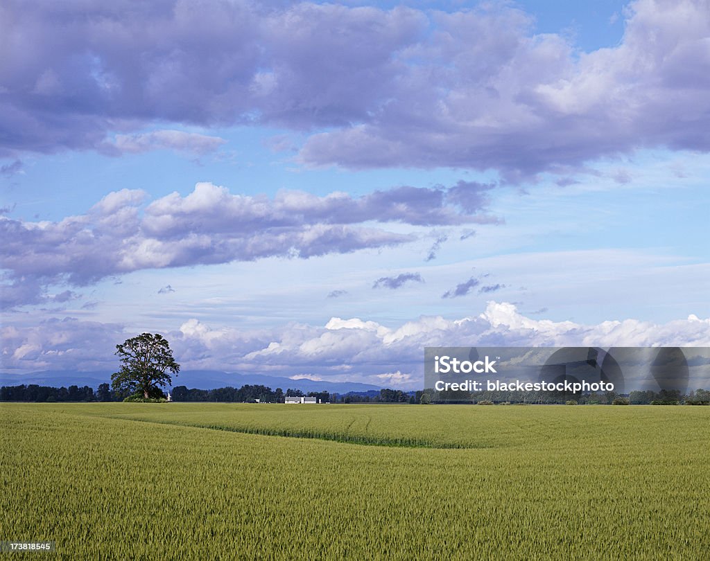Cultivado cropland, carvalho e cloudscape - Foto de stock de Agricultura royalty-free