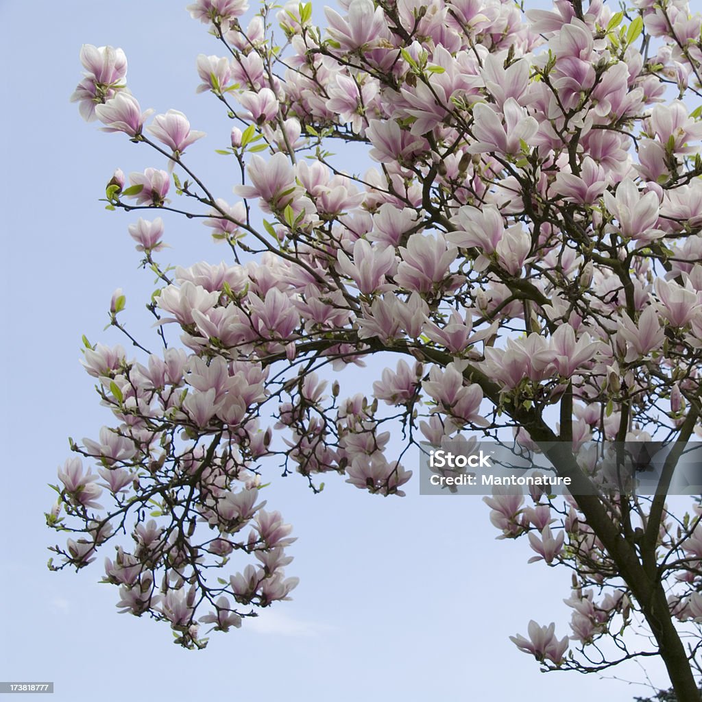 Magnólia-solangeana na flor contra o céu azul - Foto de stock de Azul royalty-free