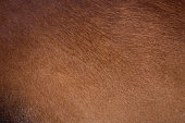 cow-mantel.jpg?b=1&s=170x170&k=20&c=sORj