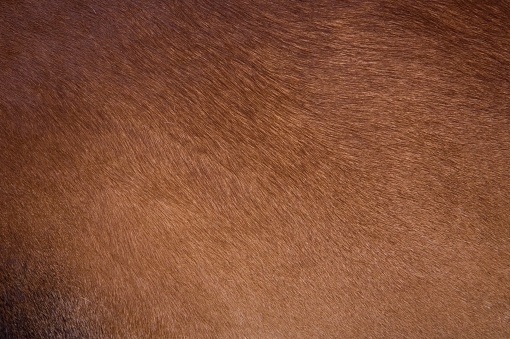 Cow coat texture of a brown cow.