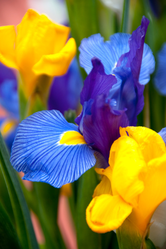 Blue and Yellow Siberian Iris.