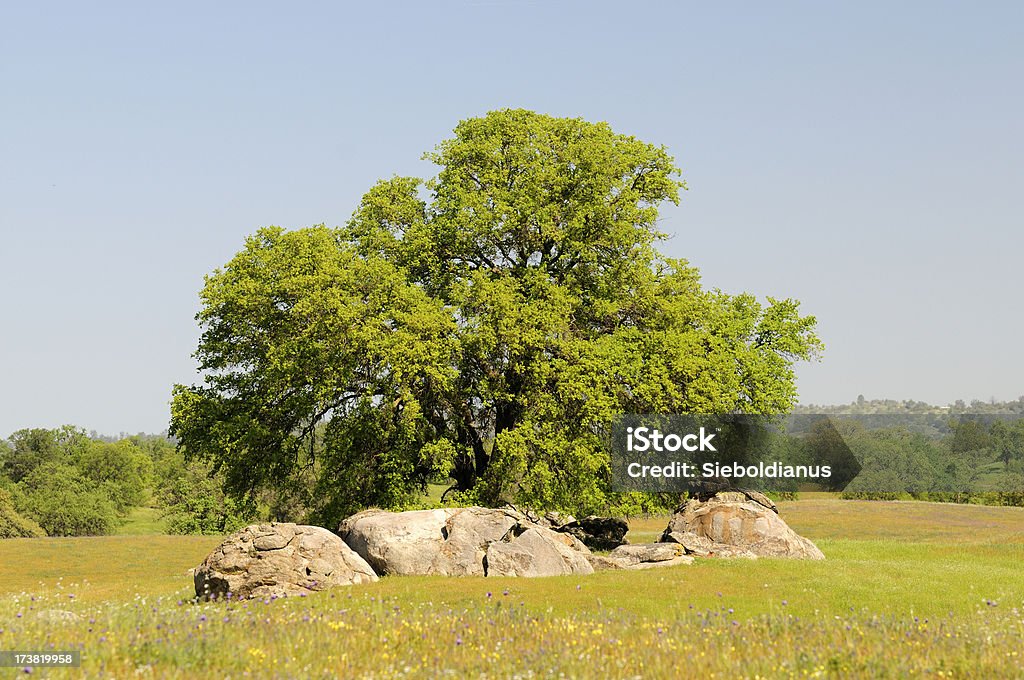 California Black Oak (Quercus kelloggii) in spring on green meadow. Blue Stock Photo