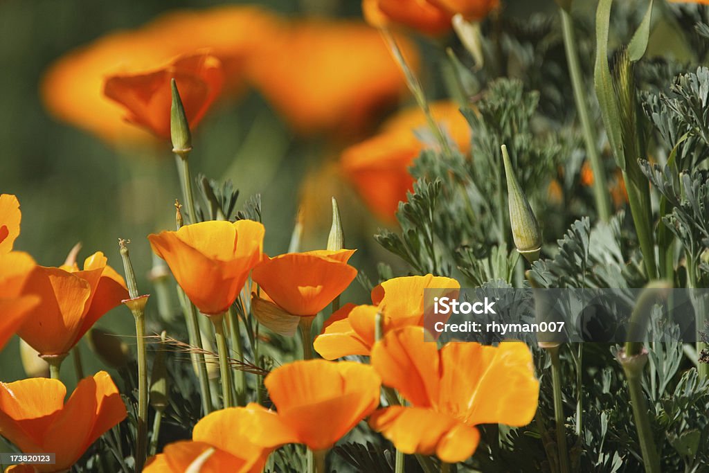 Golden Poppies - Foto de stock de Colorido royalty-free