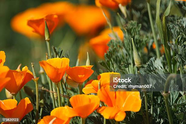Foto de Golden Poppies e mais fotos de stock de Colorido - Colorido, Cor Vibrante, Flor