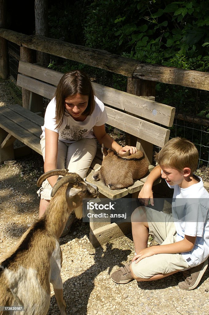 吸うティーンエイジャーの女の子と男の子にヤギ - 家畜ヤギのロイヤリティフリーストックフォト