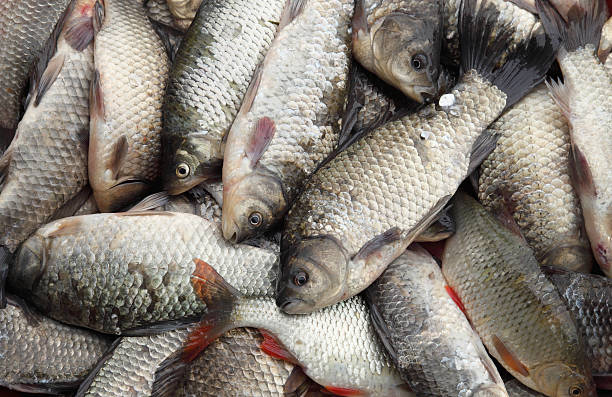 istock Tile of carps 173820283