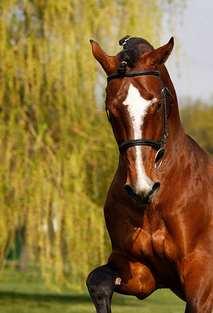 istock Closeup of a galloping stallion 173820363