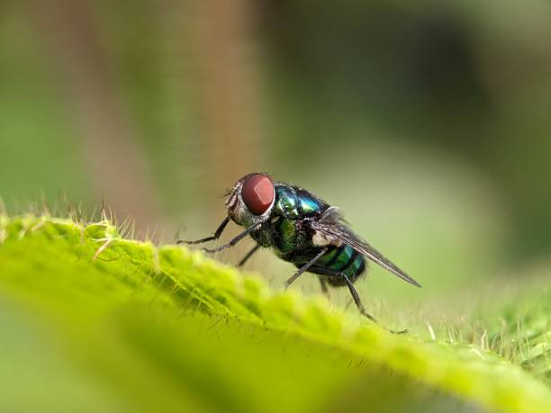 istock Fly on the green leaf macro photography 1738204557