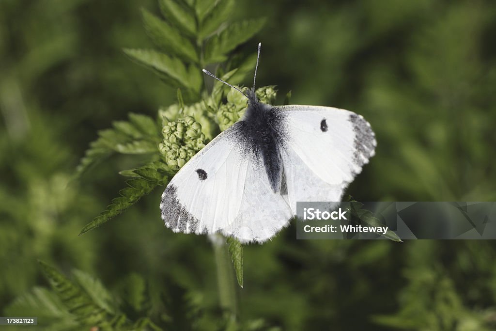 Маленький белый бабочка крупным планом зеленый боке Pieris - Стоковые фото Бабочка роялти-фри