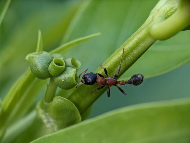 istock Ant Macro Photography 1738213142