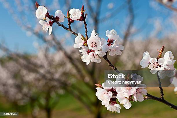 Foto de Árvores Florescendo Damasco e mais fotos de stock de Damasco - Fruta - Damasco - Fruta, Abelha, Abelha Melífera