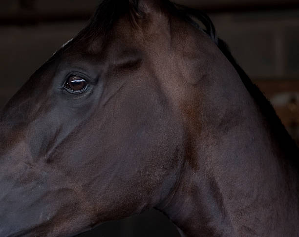 Cabeza de caballo - foto de stock