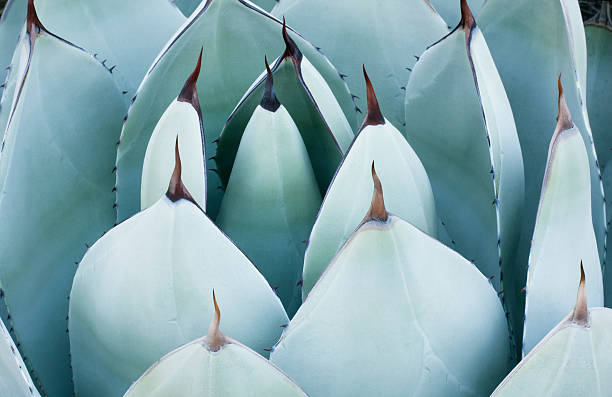 Agave - foto stock