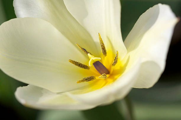 Close-up of Spring Tulip stock photo