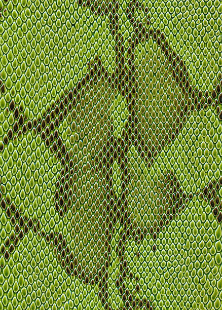 istock Snake's skin is green in color 173822348