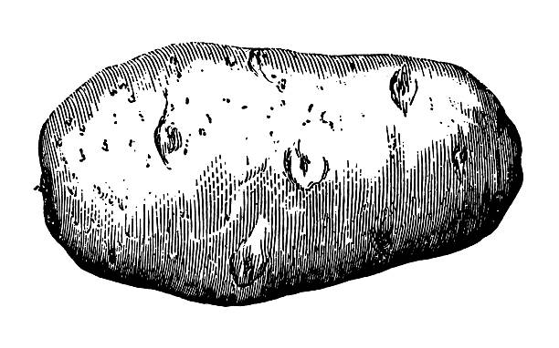 illustrations, cliparts, dessins animés et icônes de pommes de terre - raw potato isolated vegetable white background