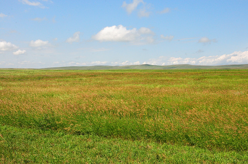 Panoramic shot of an endless steppe with tall grass lying at the foot of a ridge of high hills on a clear summer day. Khakassia, Siberia, Russia.