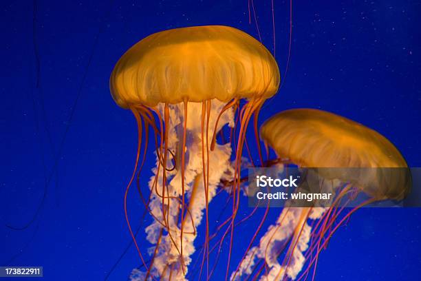 Foto de Chrysaora Fuscescens e mais fotos de stock de Chrysaora Fuscescens - Chrysaora Fuscescens, Figura para recortar, Medusa - Cnidário