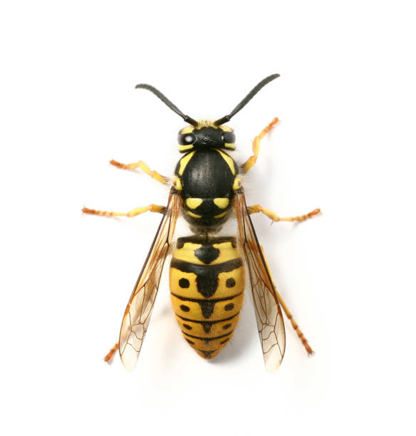 wasp stock photo