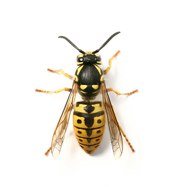 wasp - avrupa eşek arısı stok fotoğraflar ve resimler