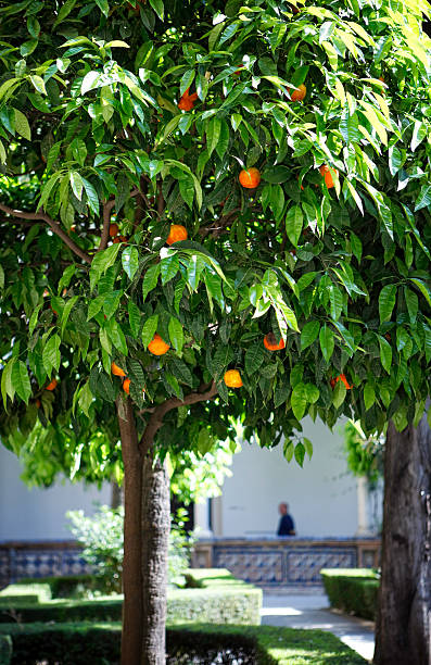 orange tree orange tree inside a patio in sevilla, spain 2001 stock pictures, royalty-free photos & images