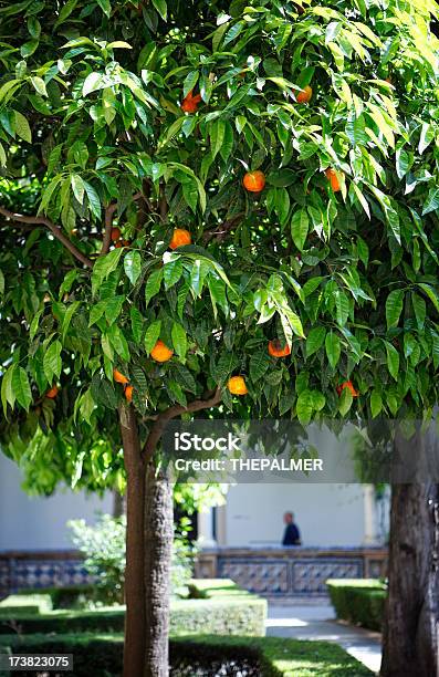 Апельсиновое Дерево — стоковые фотографии и другие картинки Апельсин - Апельсин, Оранжевый, Севилья