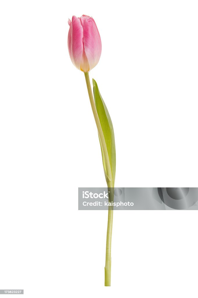 Beautiful tulip More tulips in my lightboxes: Cut Out Stock Photo