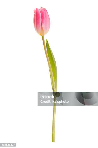 Beautiful Tulip Stock Photo - Download Image Now - Cut Out, Flower, Green Color
