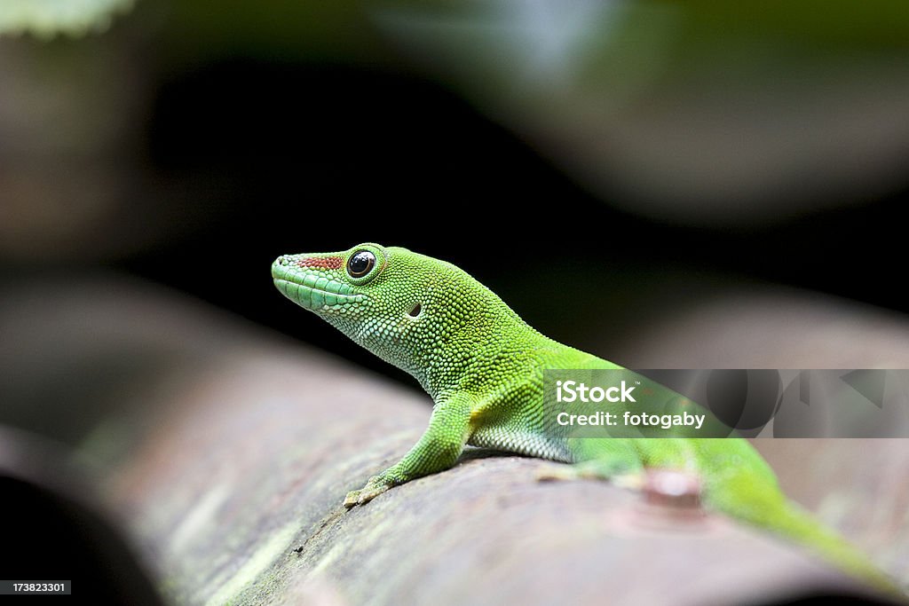 gecko de Madagascar - Photo de Gecko libre de droits