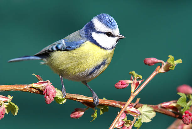 Bluetit on a blood red currant branch. stock photo
