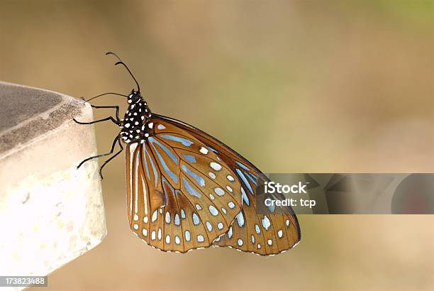 Azul Oscuro Tiger En Malasia Foto de stock y más banco de imágenes de Ala de animal