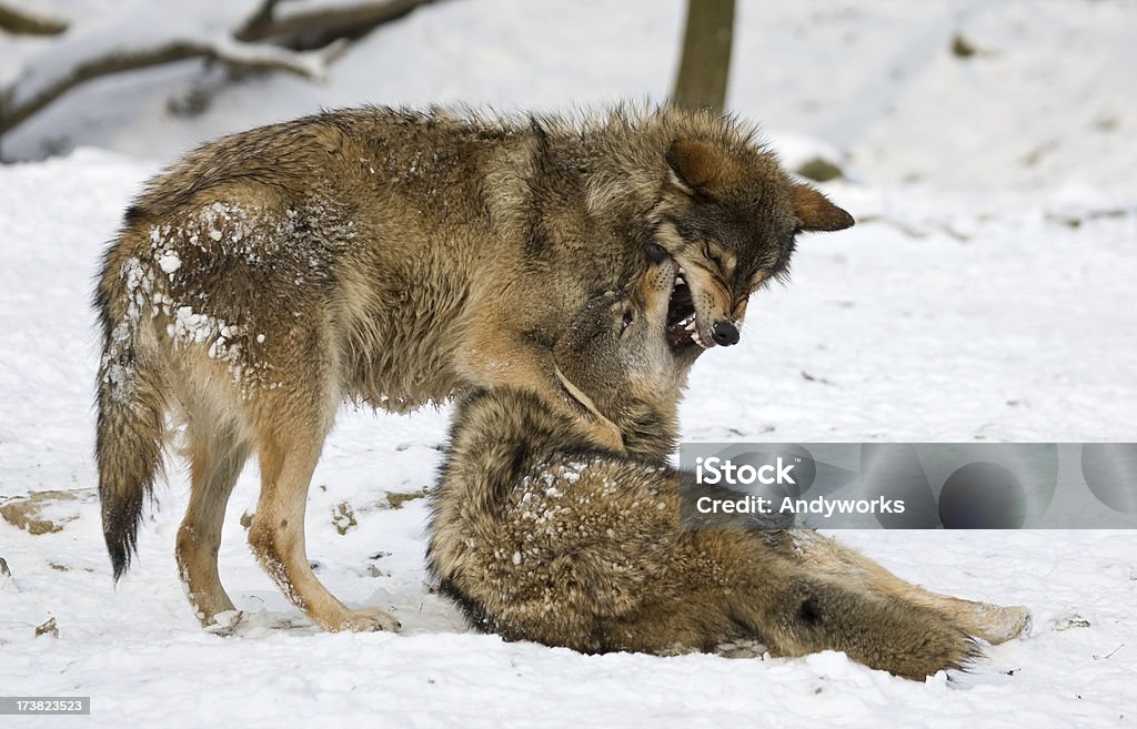 Kampf gegen Wölfe - Lizenzfrei Wolf Stock-Foto