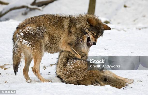 Kampf Gegen Wölfe Stockfoto und mehr Bilder von Wolf - Wolf, Führungstalent, Kanada