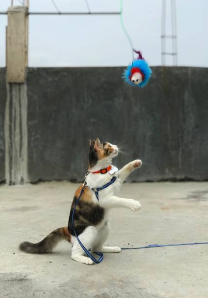 istock a calico cat in action chasing its toy enthusiastically 1738237620