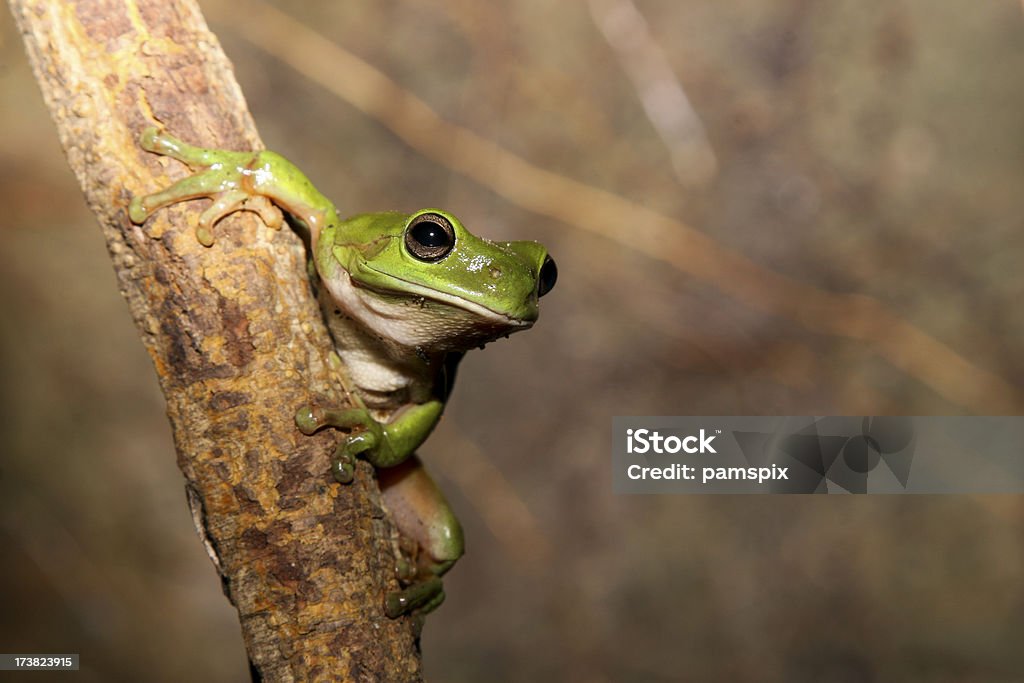 Grünen Frosch auf die vine - Lizenzfrei Australien Stock-Foto