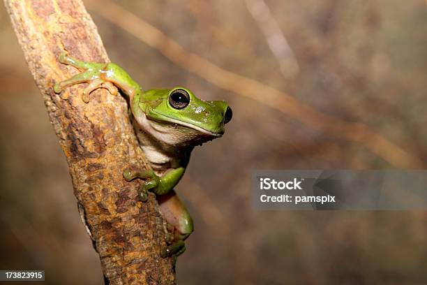 Grünen Frosch Auf Die Vine Stockfoto und mehr Bilder von Australien - Australien, Frosch, Australisches Buschland