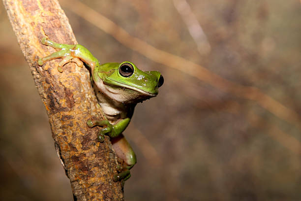 rana verde sobre una parra - wild vine fotografías e imágenes de stock