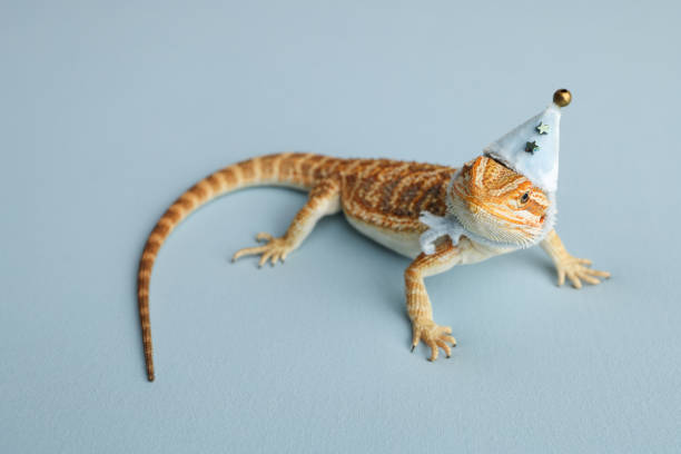 istock Bearded dragon, pogona vitticeps, isolated on blue background, Tiger Pattern Morphs. Professional studio macro photography on isolated blue background. Dragon in a New Year's blue cap. New Year card. 1738239664