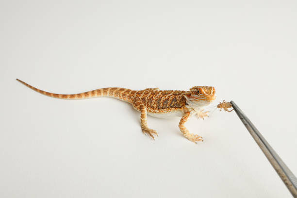 istock Bearded dragon, pogona vitticeps, isolated on white background, Tiger Pattern Morphs. Professional studio macro photography Feeding a lizard grasshoppers and crickets using metal tweezers. 1738239667