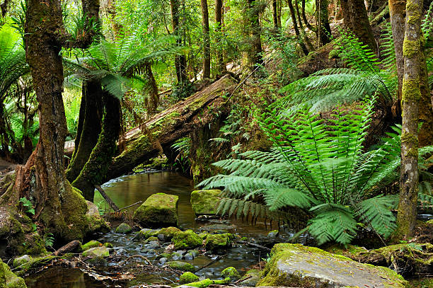 istock Deep in the rainforest with ferns and stream 173824142