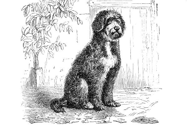 gravur des mixed-breed dog - mixed breed dog illustrations stock-grafiken, -clipart, -cartoons und -symbole
