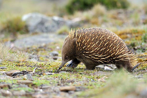 Echidna "Echidna in Ben Lomond National Park, Tasmania, AustraliaRelated images:" echidna stock pictures, royalty-free photos & images