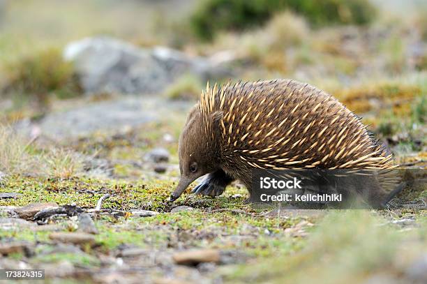 Echidna Stock Photo - Download Image Now - Echidna, Tasmania, Animal