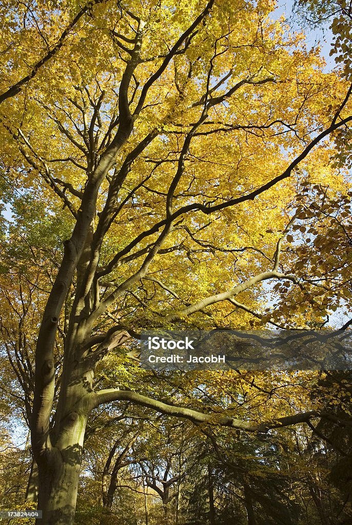 Árvore de outono parte de cima - Royalty-free Ajardinado Foto de stock